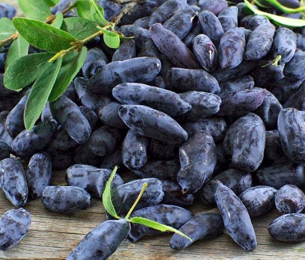 camerise - variété Aurora