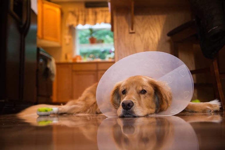dog with plastic cone