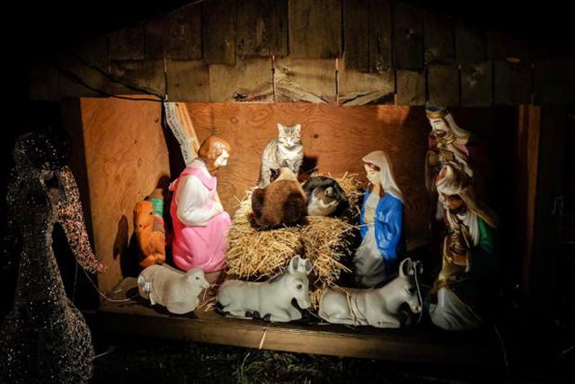 cats in a Nativity scene