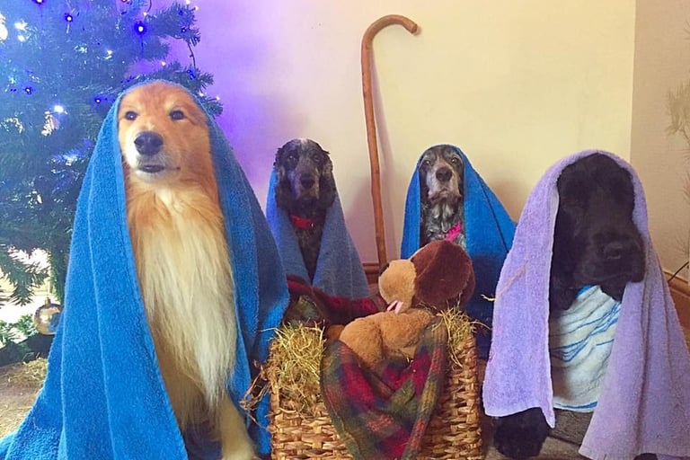 dogs in Nativity scene