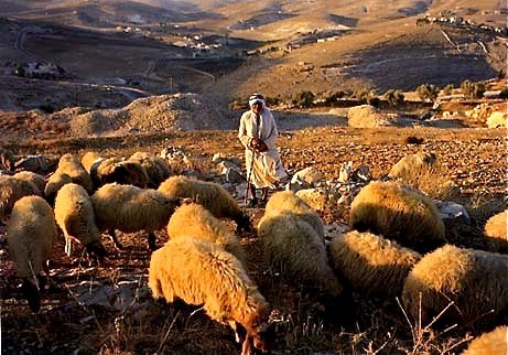 Shepherds and sheep in field