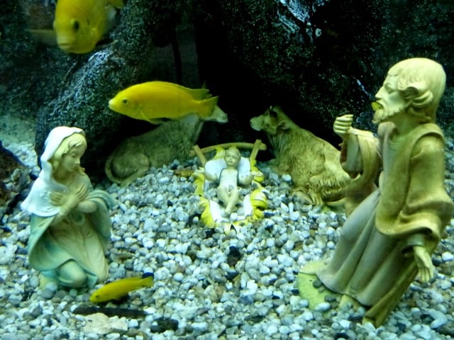Nativity figures in fish tank