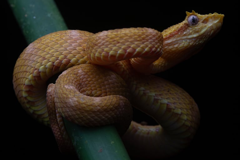 Snake in Costa Rica