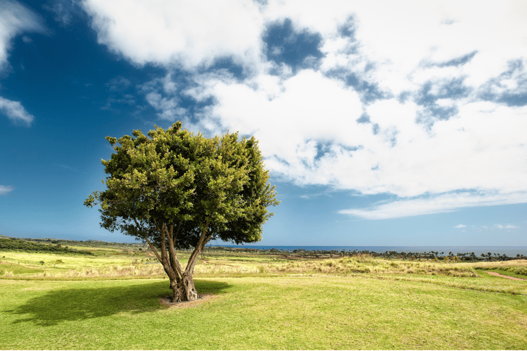 foto árvore em paisagem