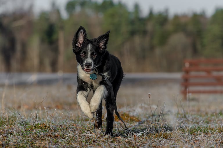 Bordercollie puppies Unikalus greitis