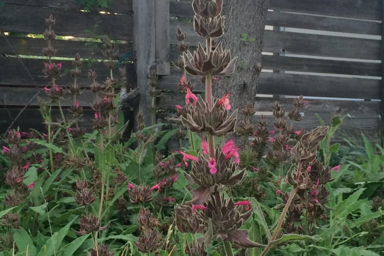 Closeup of Hummingbird Sage in bloom