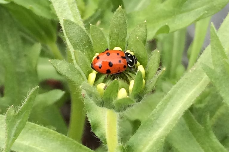 Labybug on green leaves