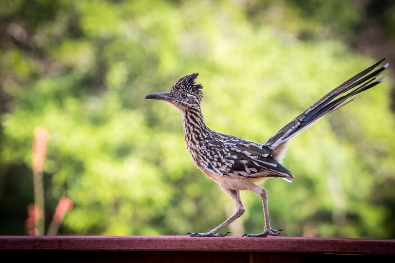 Roadrunner bird in profile on wooden railing