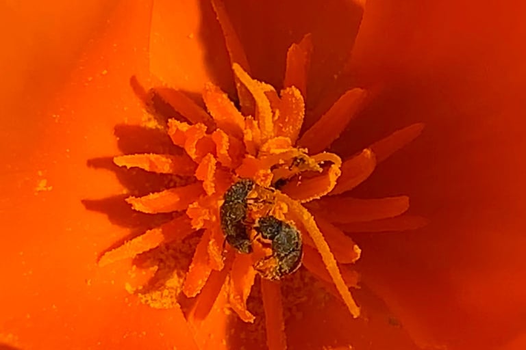 close up of orange CA poppy with 2 insects in pollen