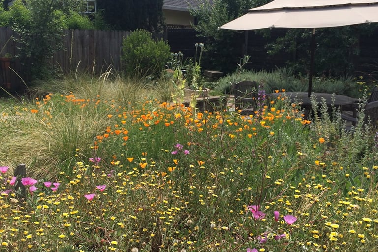 Wildlower meadow in suburban backyard