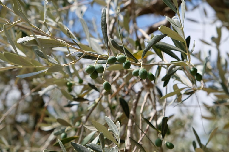 Olives