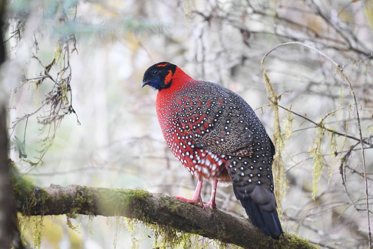satyr-tragopan-spotted-at-the-Khaling-to-Khardungla-Trail-in-Eastern-Bhutan