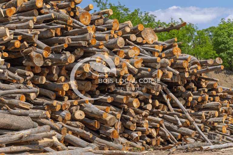 troncs de bois empilés