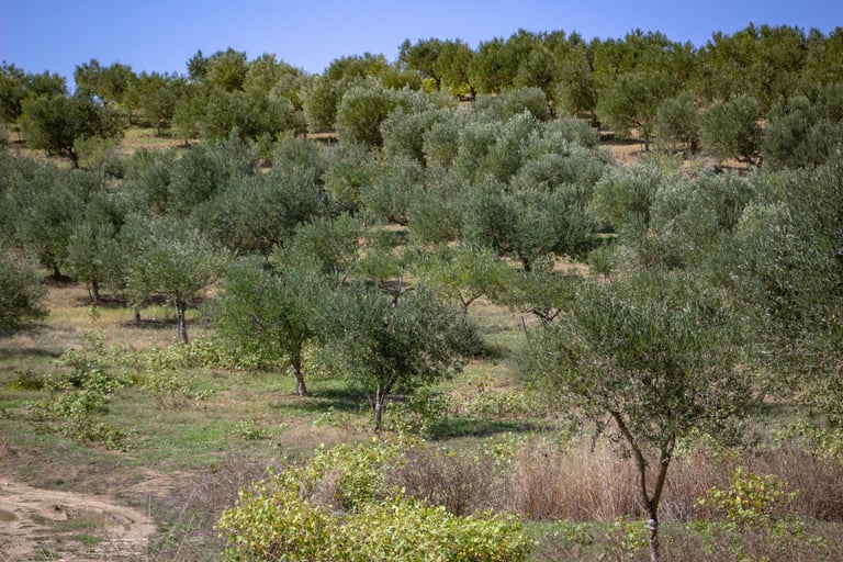 Nocellara del Belice Aleci Bio
