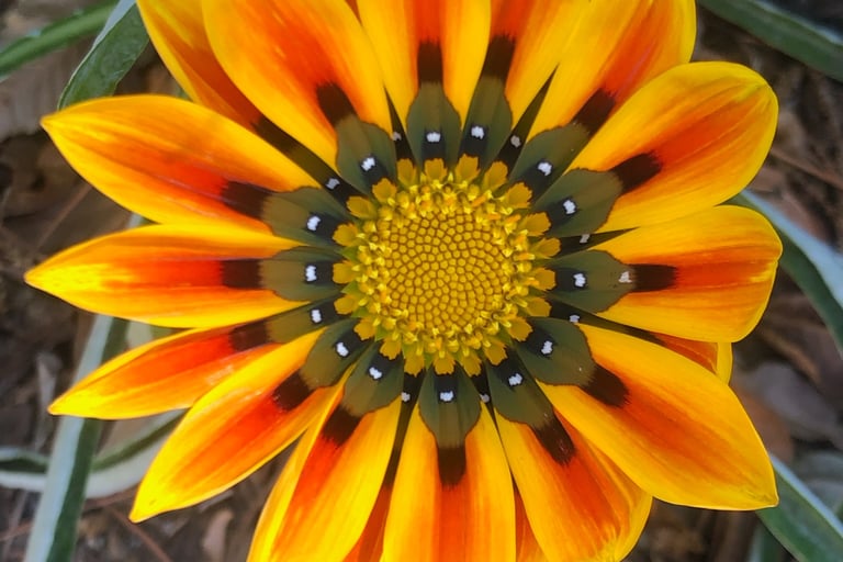 Bright orange Gazania flower in a club member's garden