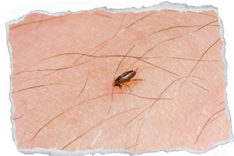 como acabar com as pulgas