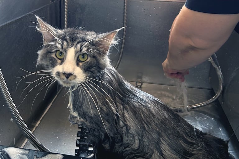 Professionalità e serenità