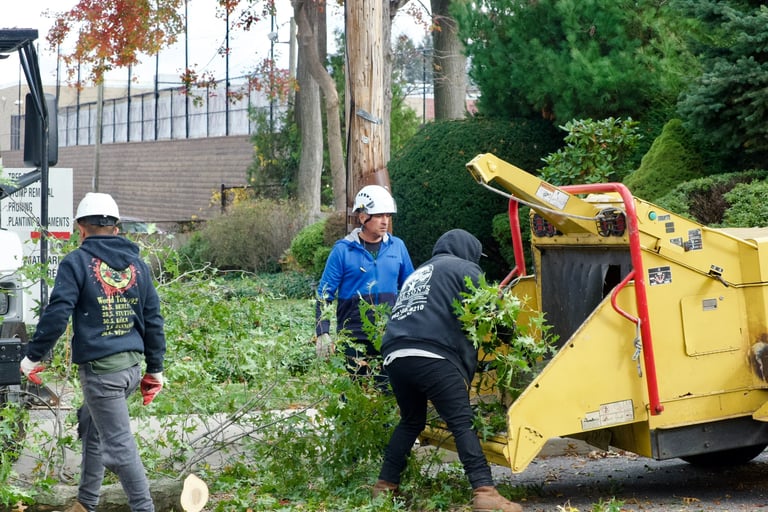 tree service nj