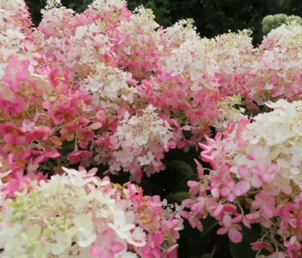 Pink with white tips hydrangea. 