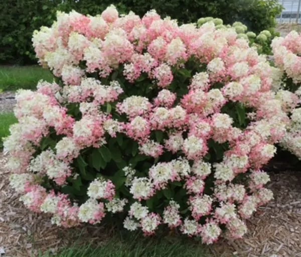 White and light pink hydrangea.
