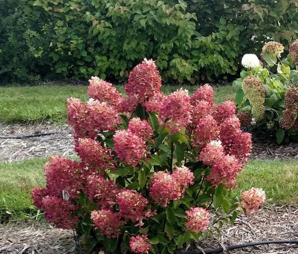 Deep pink and red blooming hydrangea. 