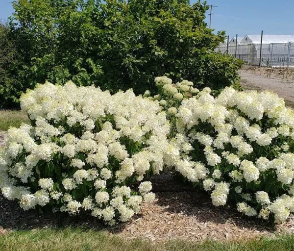 creamy white blooming hydrangea.