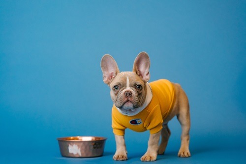 Ingredients to Avoid in Dog Food