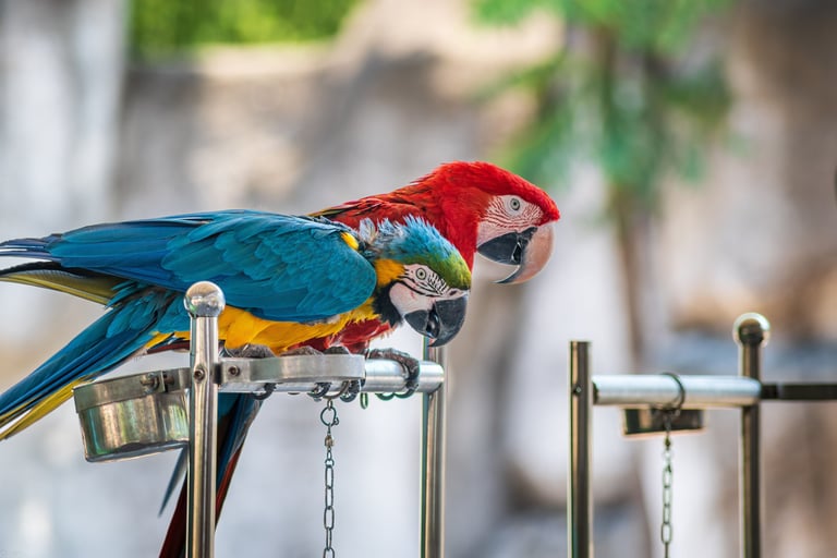 Two parrots, one red and the other colorful in blue and yellow, sitting on a metal stand.