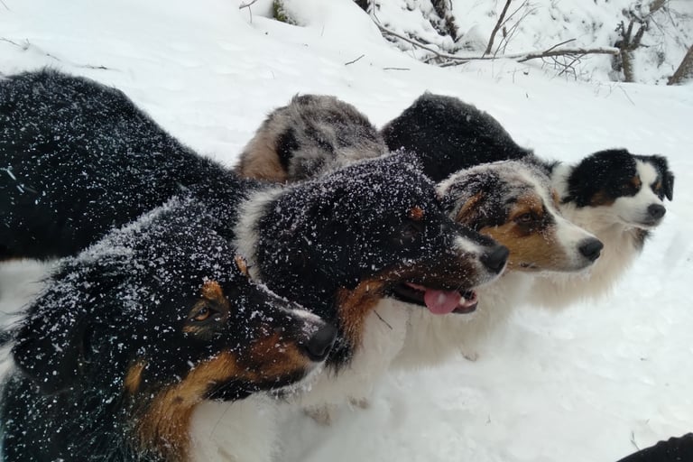 The author's dogs, in winter