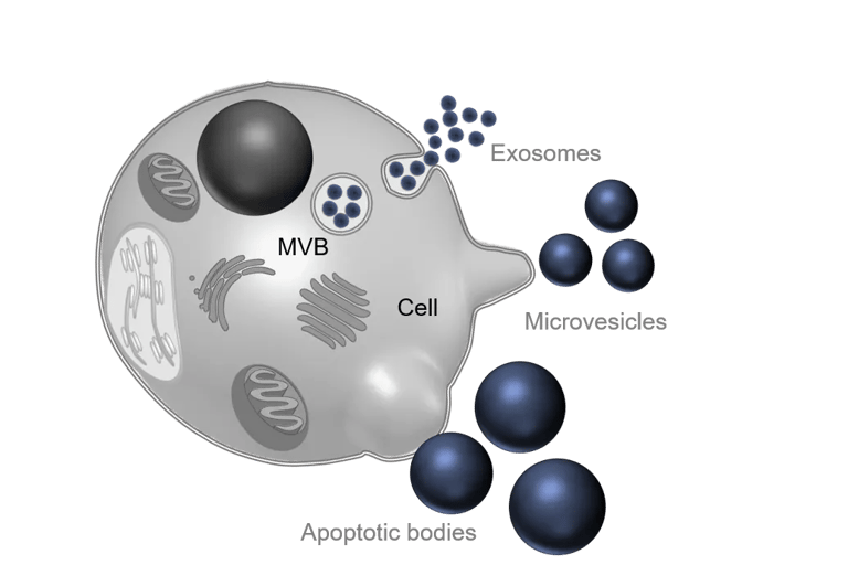 exosomes