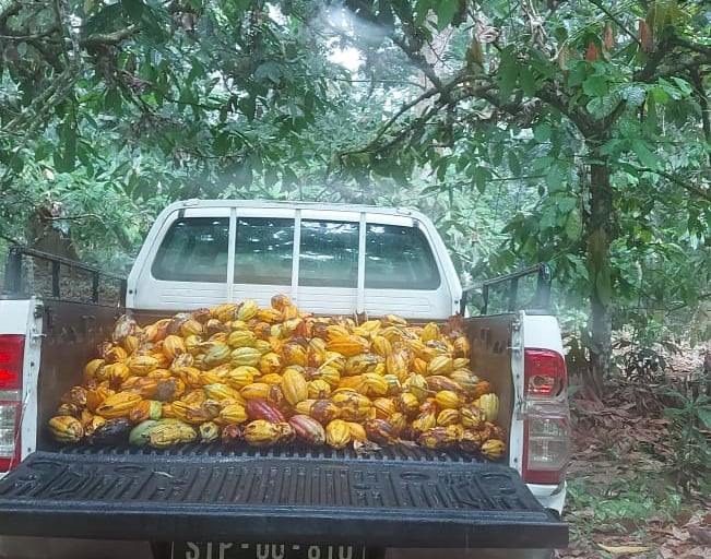 Une petite camionnette remplie de fruits de cacao.