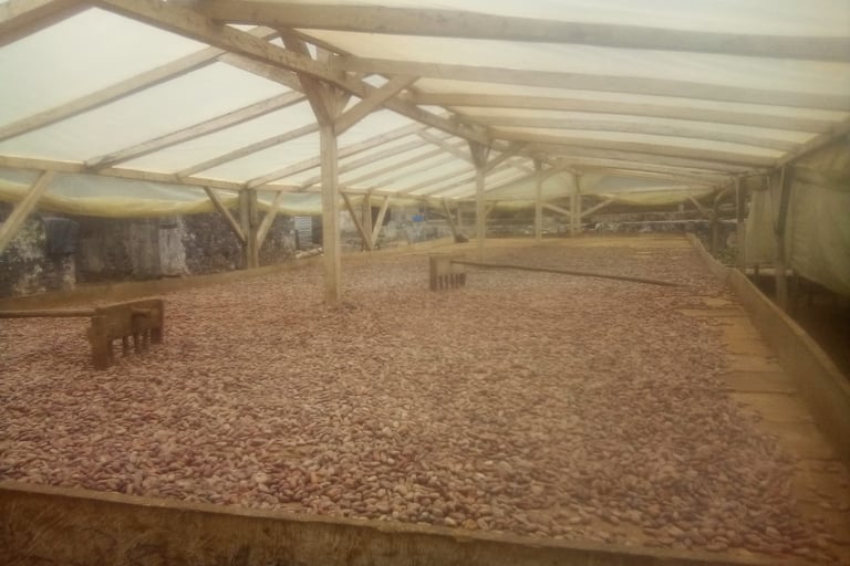 cocoa drying station