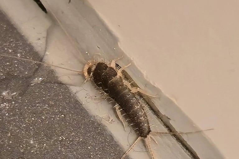 Papierfischchen nahaufnahme