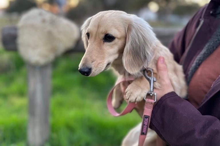 Light Cream Dachshund cute