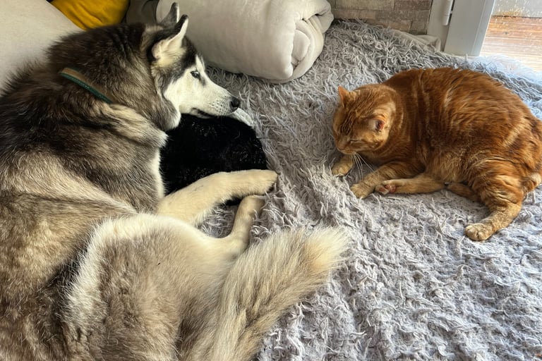 entente chat - chien