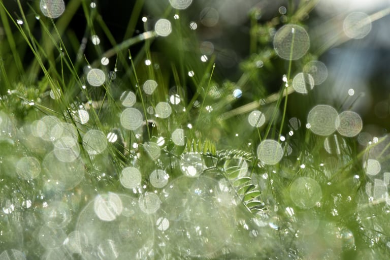 Nature photography: morning dew and bokeh in green grass.