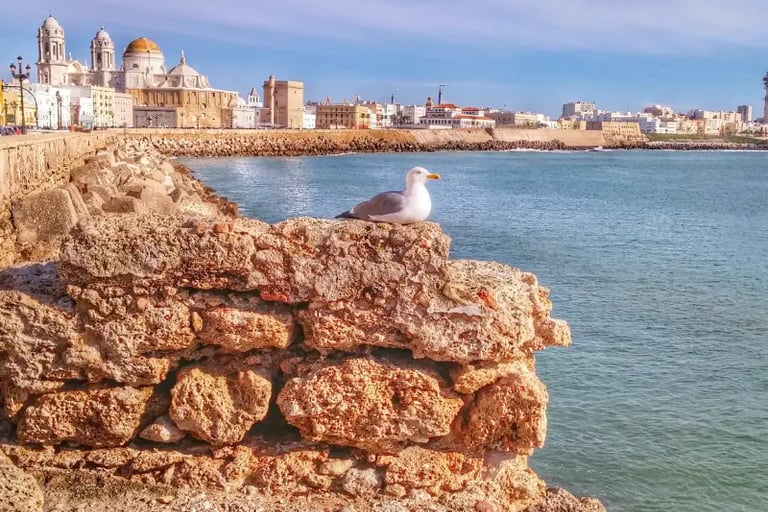 A seagull sits on a stone wall overlooking the Cadiz Cathedral and coastline in Spain.
