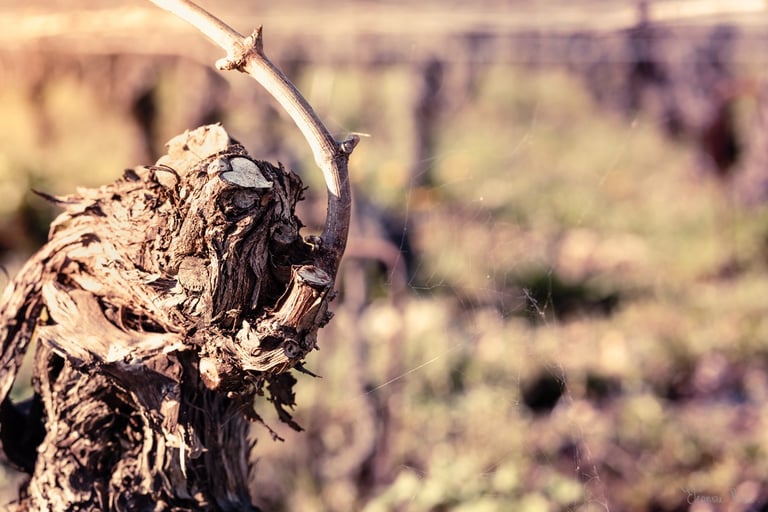 Cep de vigne avec un cœur naturel dans le bois – série Un Amour de Cep, photographie d’art
