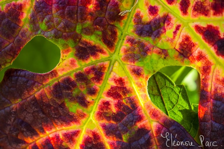 Série Feuille de Vin ref FV-01 ©Eléonore Parc