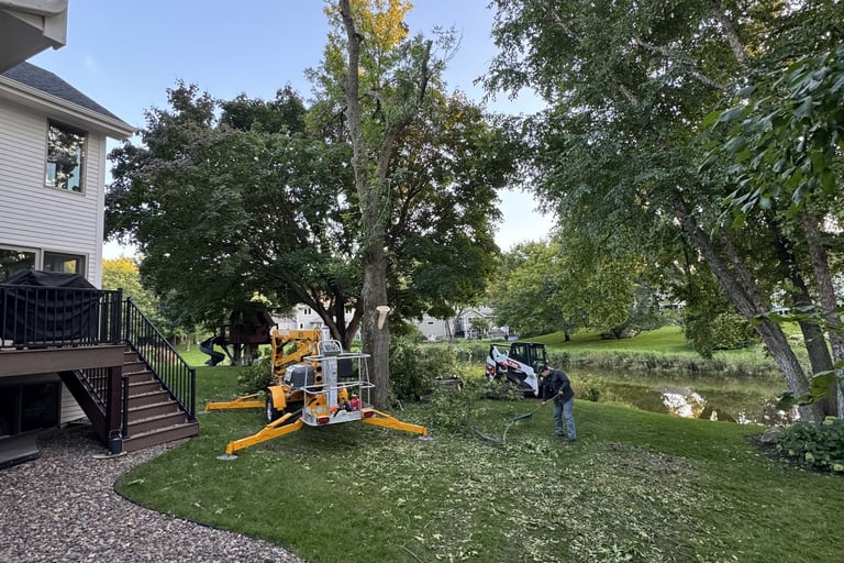 tree removal in residential yard