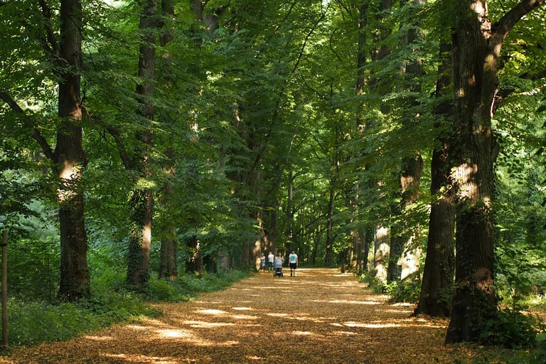Sunlight filters through tall green trees onto a forest path where people are walking.