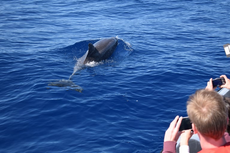Close-up dolphin sighting on a marine life excursion.