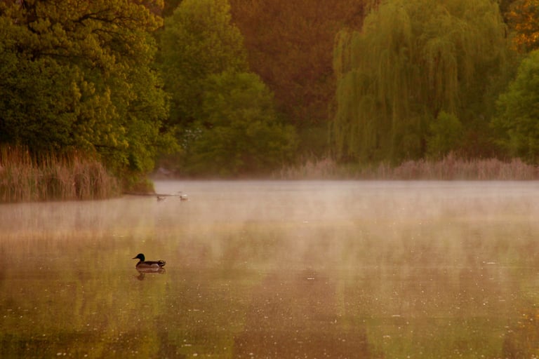 a duck in the water with a duck in the background