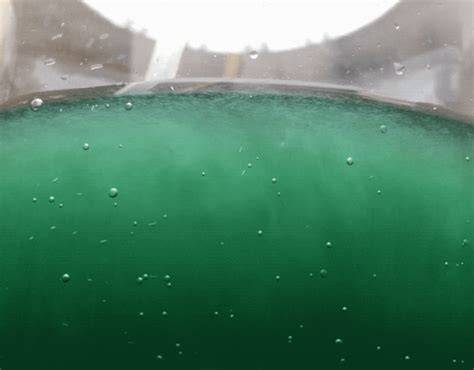 close up of spirulina