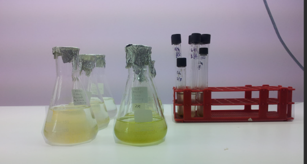 Laboratory Erlenmeyer flasks and test tubes in a red rack containing yellow liquid cultures for scientific research.
