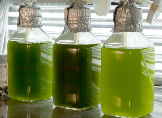 algae near light