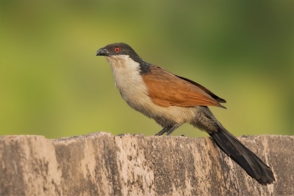 Senegal Coucal perched on stone wall in The Gambia
