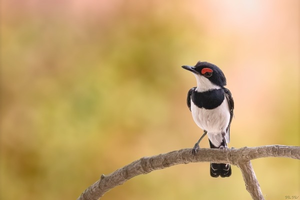 A small black and white Common Wattle-eye bird perched on a branch against a blurred autumn background.