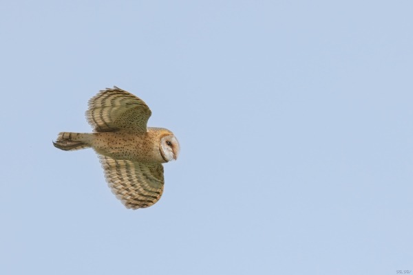 Barn Owl in flight over open landscape in The Gambia