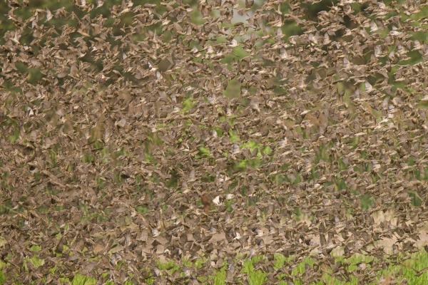 Large swarm of weaver birds flying over vegetation in The Gambia